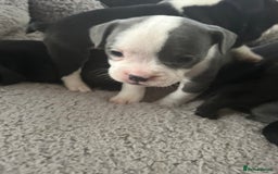 Mixed Breed dogs for sale: American French bulldog  - Image 13