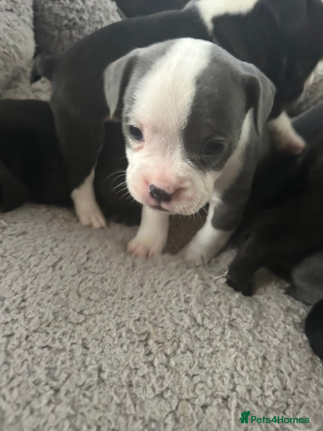 Mixed Breed dogs for sale: American French bulldog  - Image 13