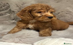 Cockapoo dogs for sale: Outstanding red and Black and Tan cockapoos in Doncaster - Image 2