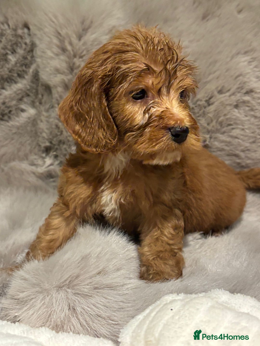 Cockapoo dogs for sale: Outstanding red and Black and Tan cockapoos in Doncaster - Image 2