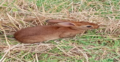 Belgian Hares rabbits - Advert 14