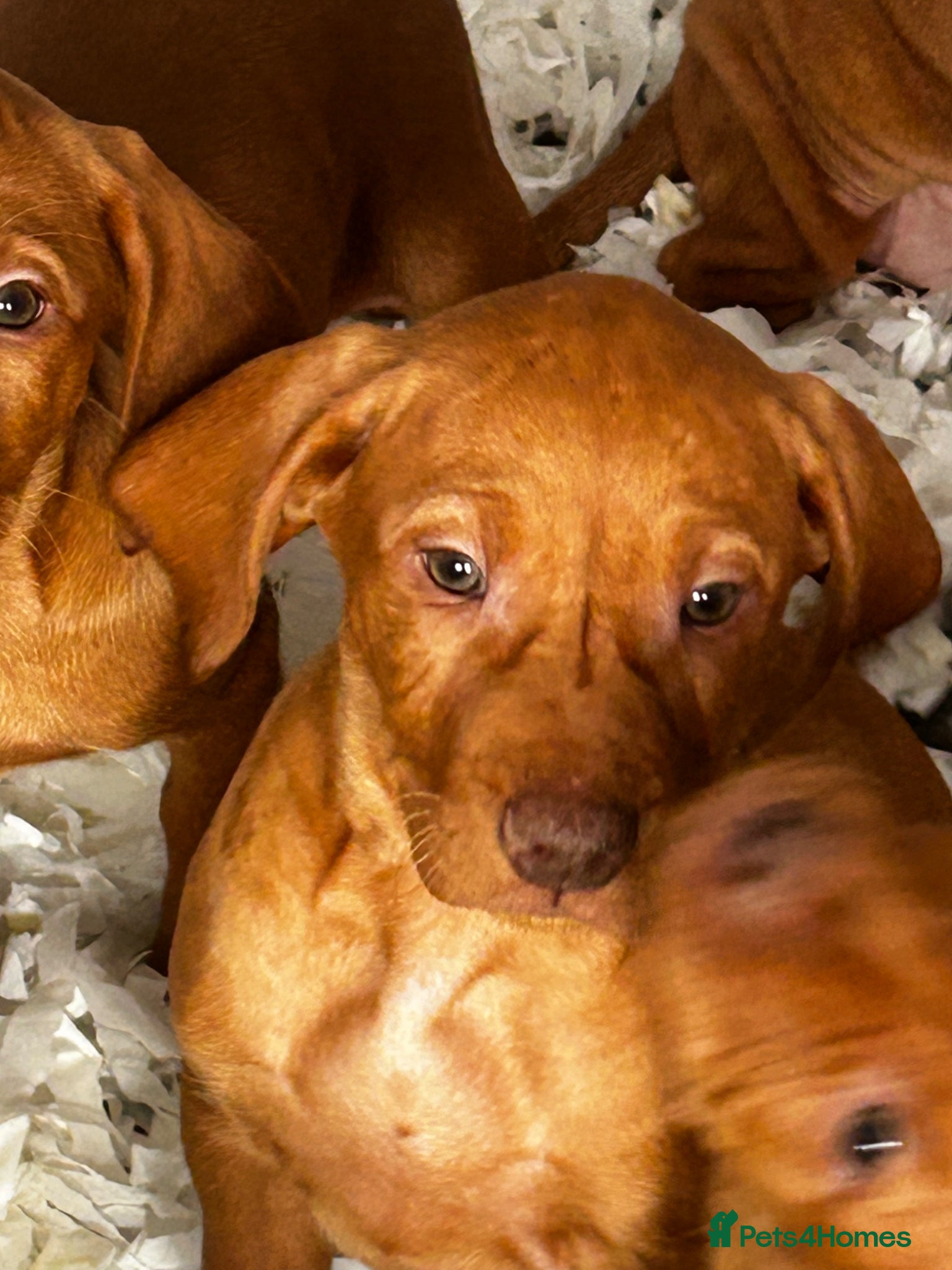Hungarian Vizsla dogs Stunning chunky Hungarian vizsla puppies  - Advert 2