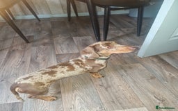 Miniature Dachshund dogs for sale: Miniature dachshund  - Image 3
