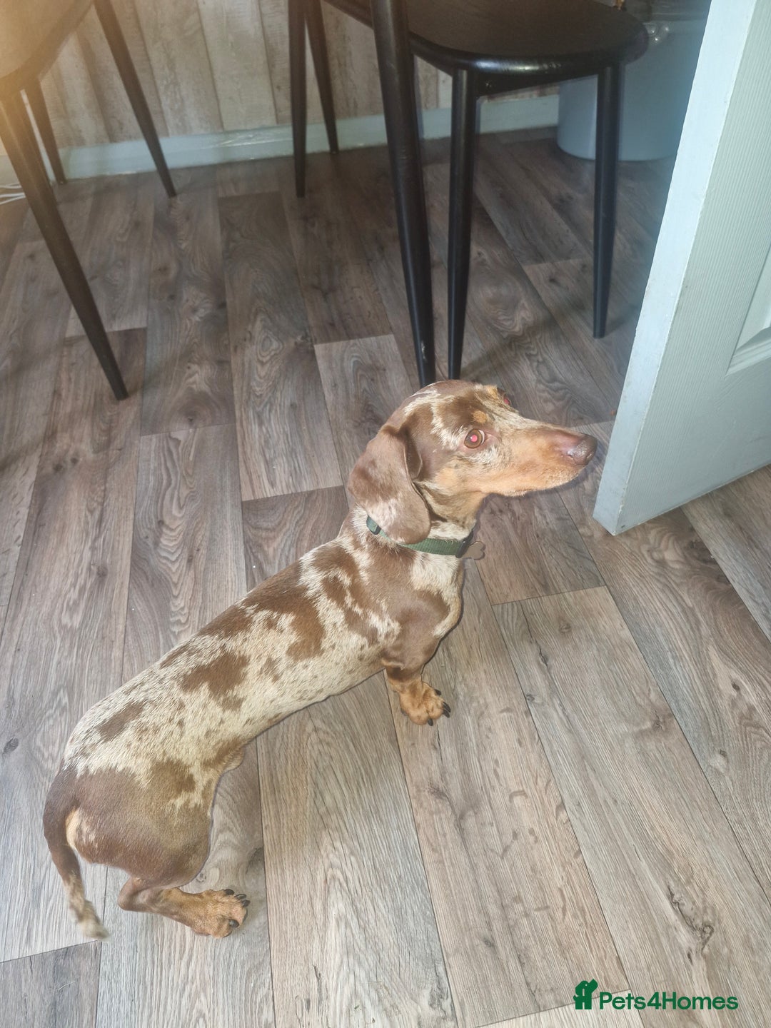 Miniature Dachshund dogs for sale: Miniature dachshund  - Image 3