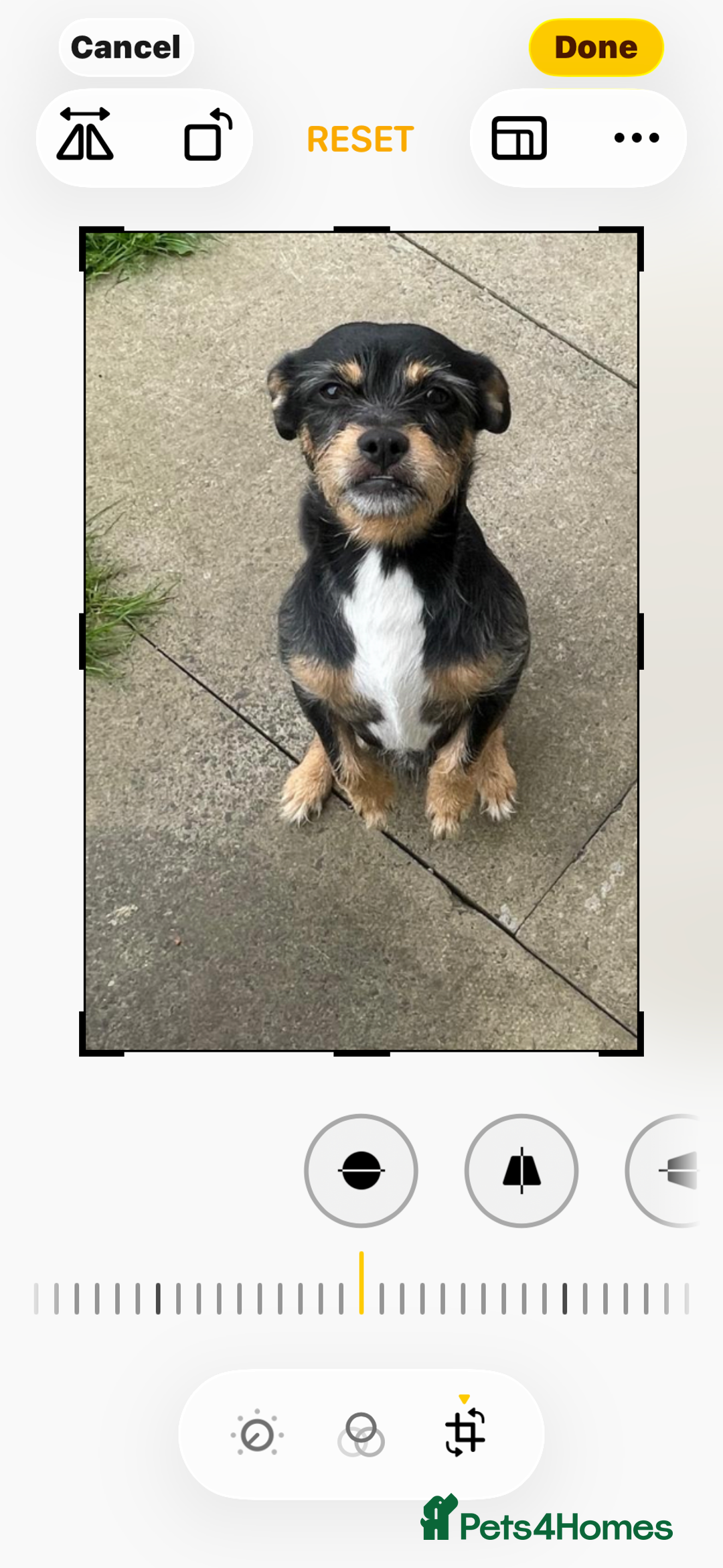 Mixed Breed dogs for stud: Proven 5yr old Jack Tzu for stud - Advert 2