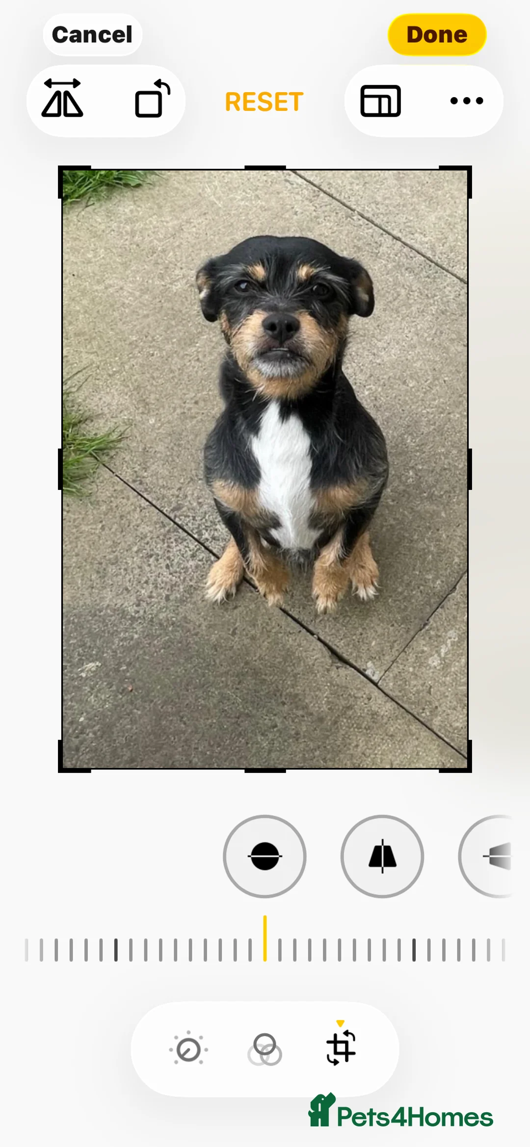 Mixed Breed dogs for stud: Proven 5yr old Jack Tzu for stud - Advert 2