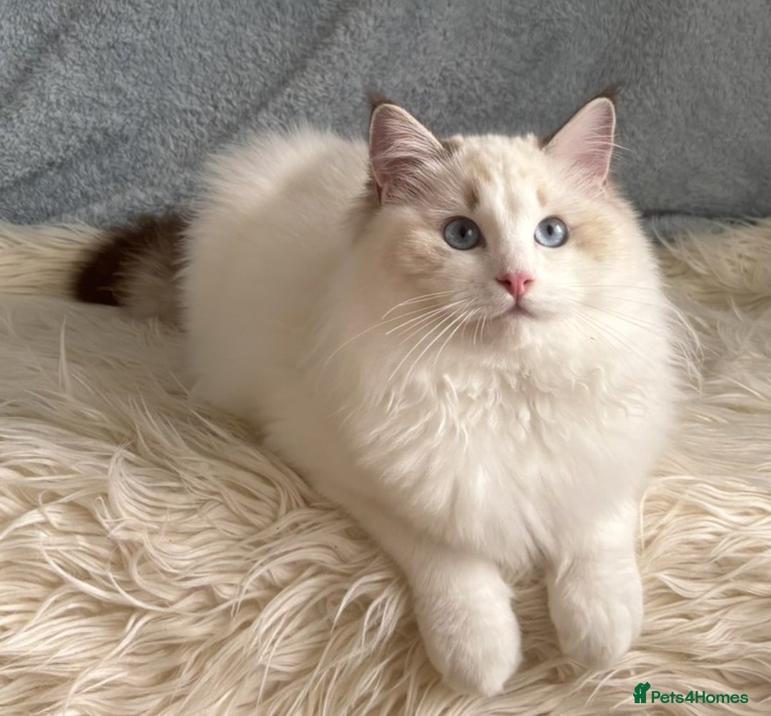 Ragdoll cats for sale: Playful Pedigree Ragdoll Kittens Available - Advert 22