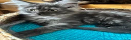 Maine Coon cats for sale: GCCF registered Maine Coons kittens - Advert 5