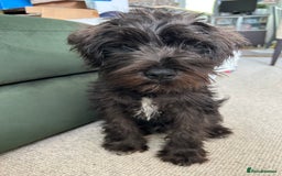 Miniature Schnauzer dogs for sale: Lovely KC Mini Schnauzer 4 months Fully Vaccinated - Image 21