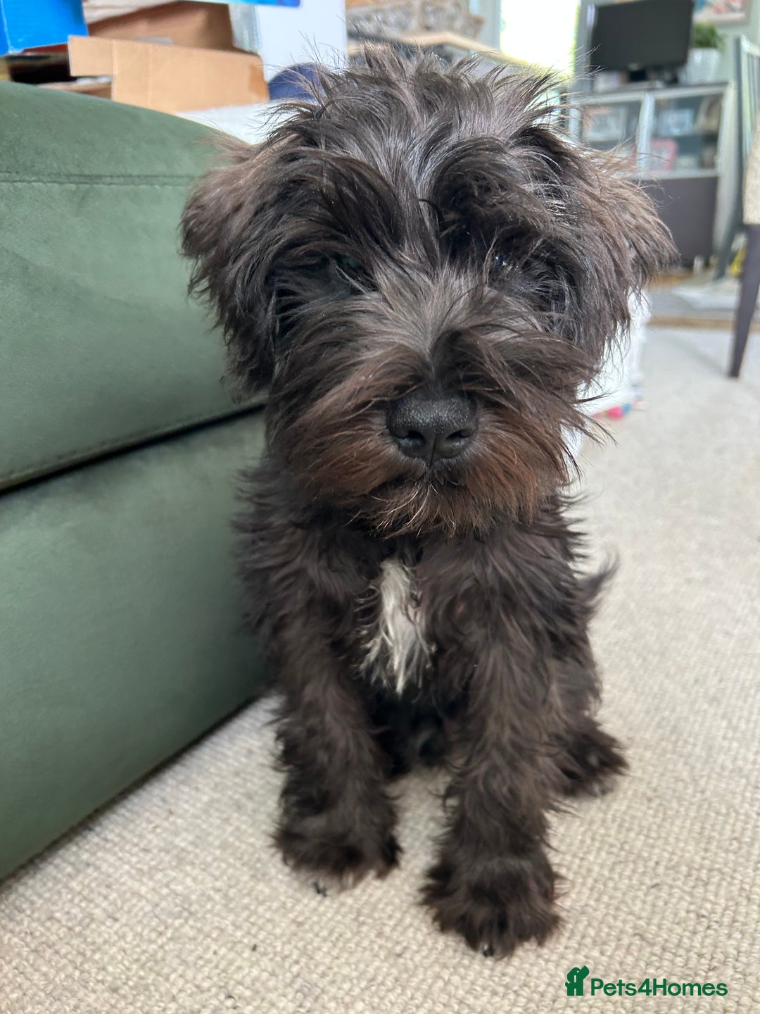 Miniature Schnauzer dogs for sale: Lovely KC Mini Schnauzer 4 months Fully Vaccinated - Image 21