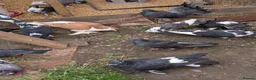 Pigeons birds for sale: Pigeons Mixed Variety  in Ashford - Advert 4