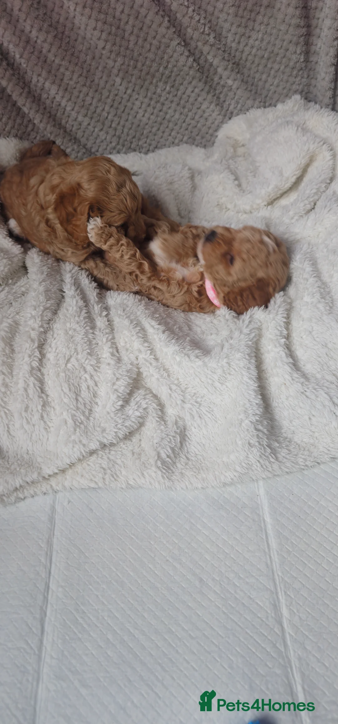 Cavapoo dogs for sale: Cavapoo for sale - Advert 25