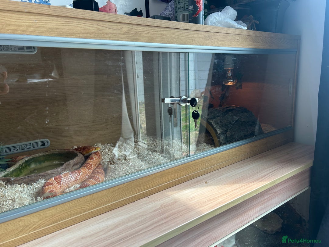 Corn Snake reptiles for sale: Male Corn Snake, comes with enclosure  - Image 2