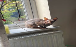 Sphynx cats for sale: Sphynx girl not neutered  - Image 18