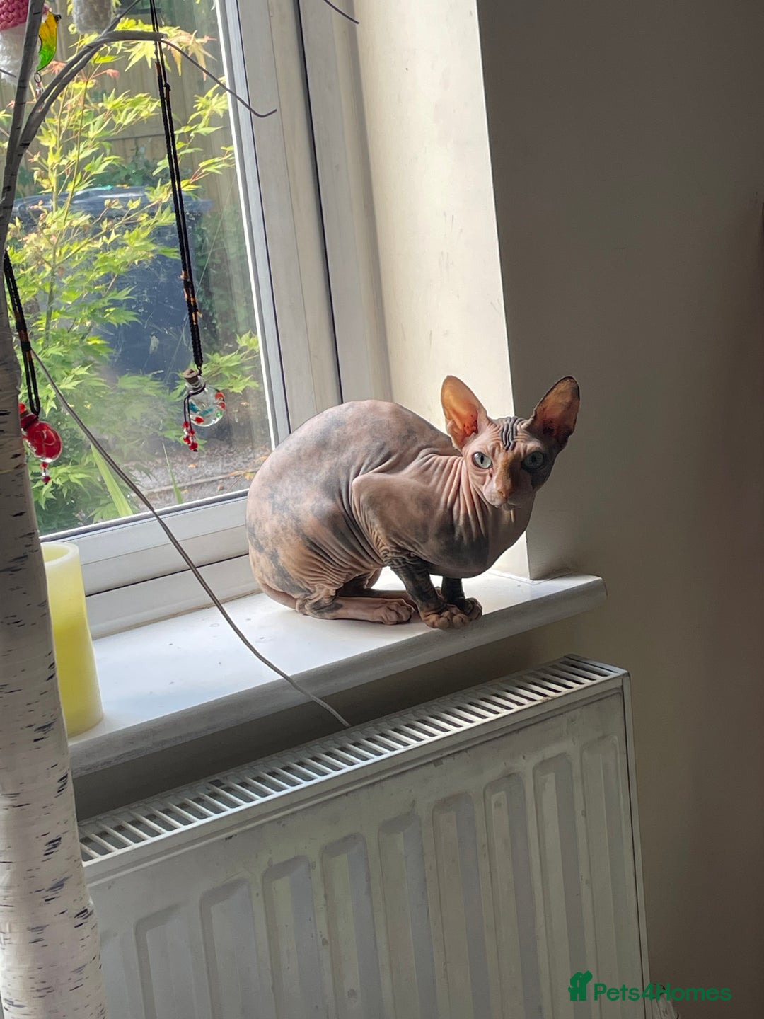 Sphynx cats for sale: Sphynx girl not neutered  - Image 18