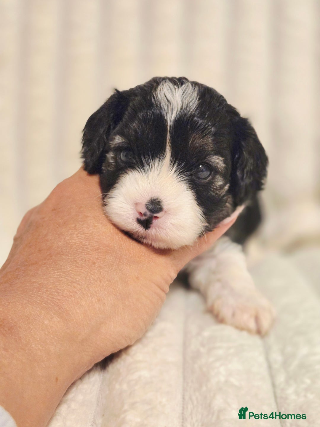 Cavapoo dogs for sale: Adorable Cavapoo Pups fully health tested parents - Image 16
