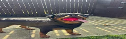 Rottweiler dogs for sale: AMAZING PEDIGREE REGISTERED ROTTWEILER PUPPIES - Advert 1