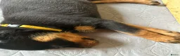 Rottweiler dogs for sale: 2 Beautiful and Playful Rottweiler puppies  - Advert 2