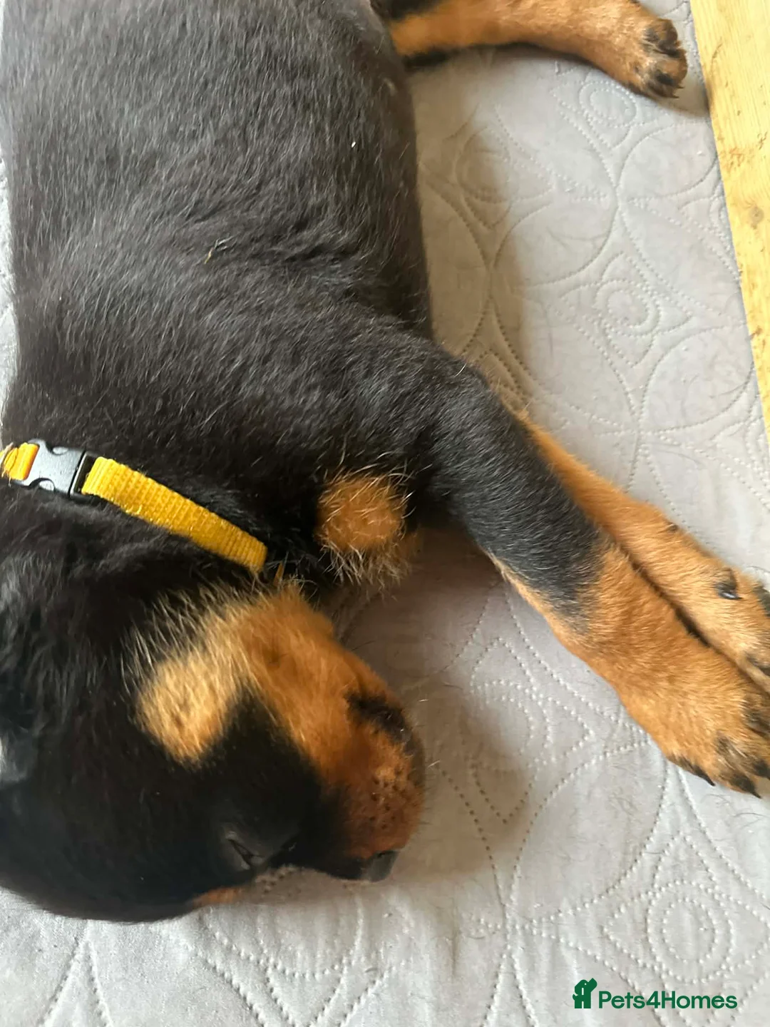 Rottweiler dogs for sale: 2 Beautiful and Playful Rottweiler puppies  - Advert 2