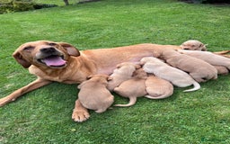 Labrador Retriever dogs for sale: Dark Red and Yellow KC reg DNA Clear Lab Puppies - Image 1