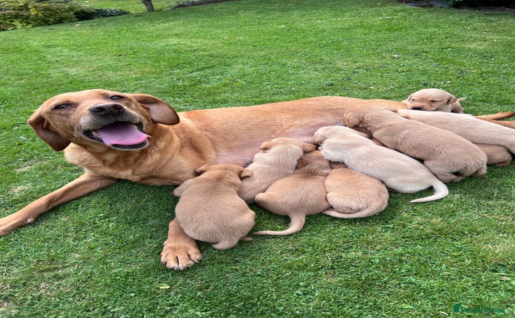 Labrador Retriever dogs - Advert 10