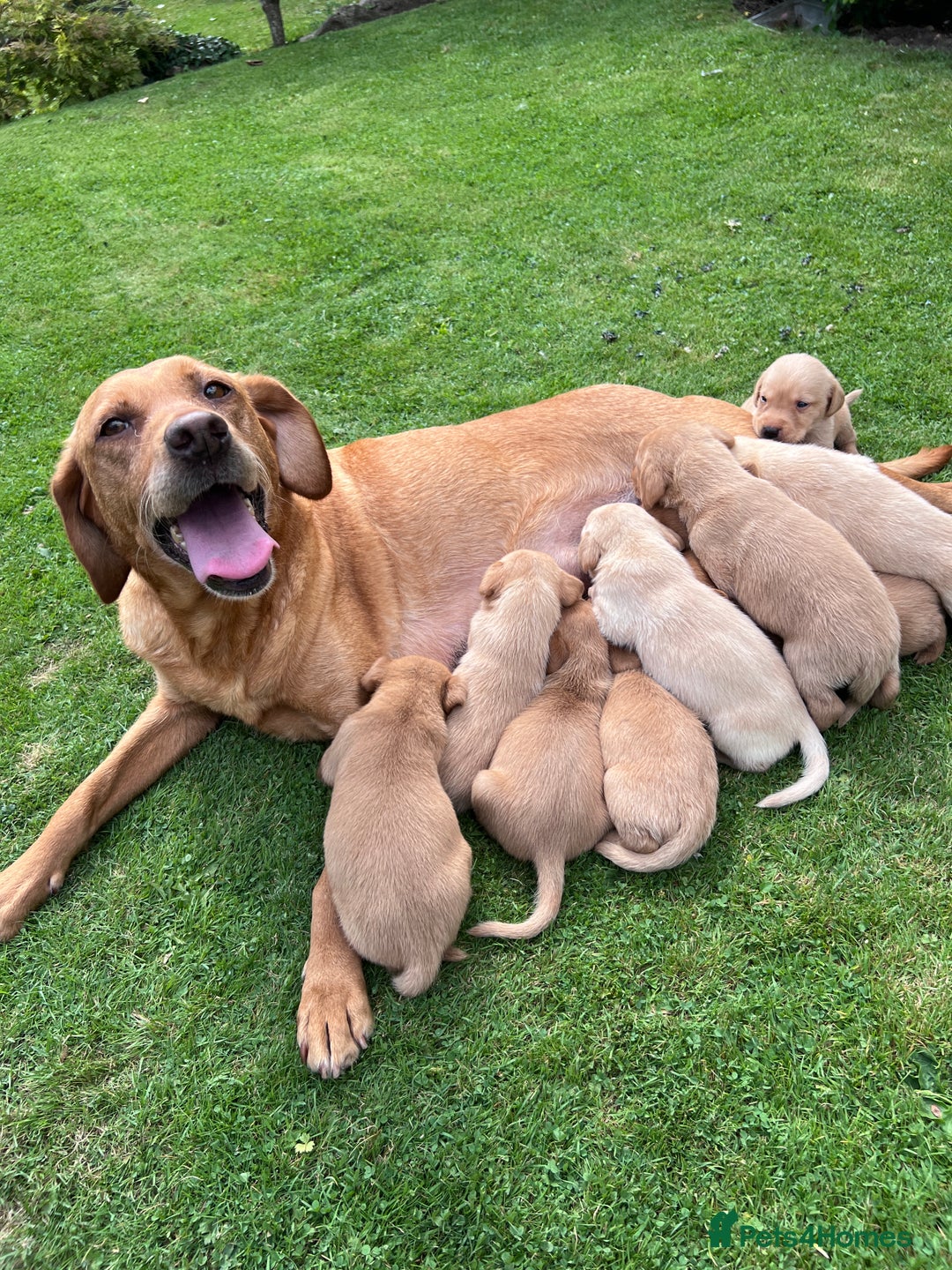 Labrador Retriever dogs for sale: Dark Red and Yellow KC reg DNA Clear Lab Puppies - Image 1