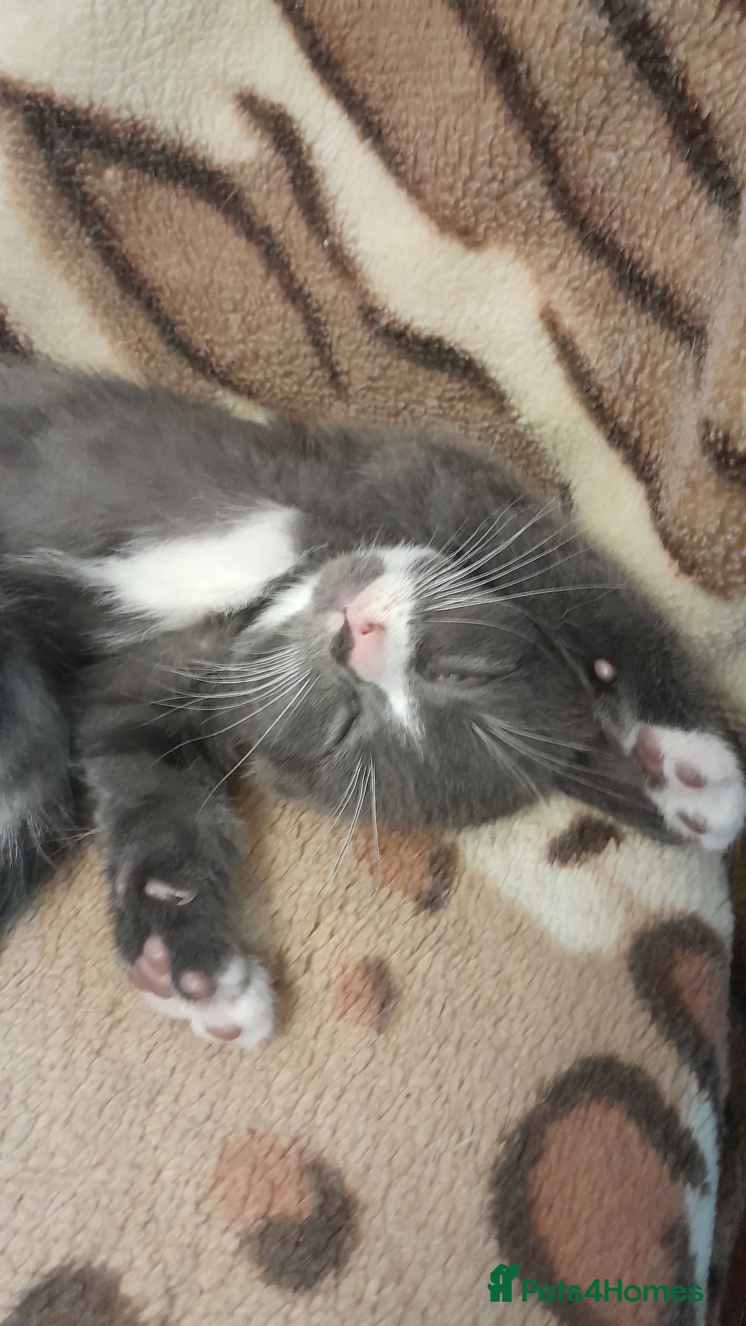 Mixed Breed cats for sale: 3 Beautiful kittens for sale  - Advert 15