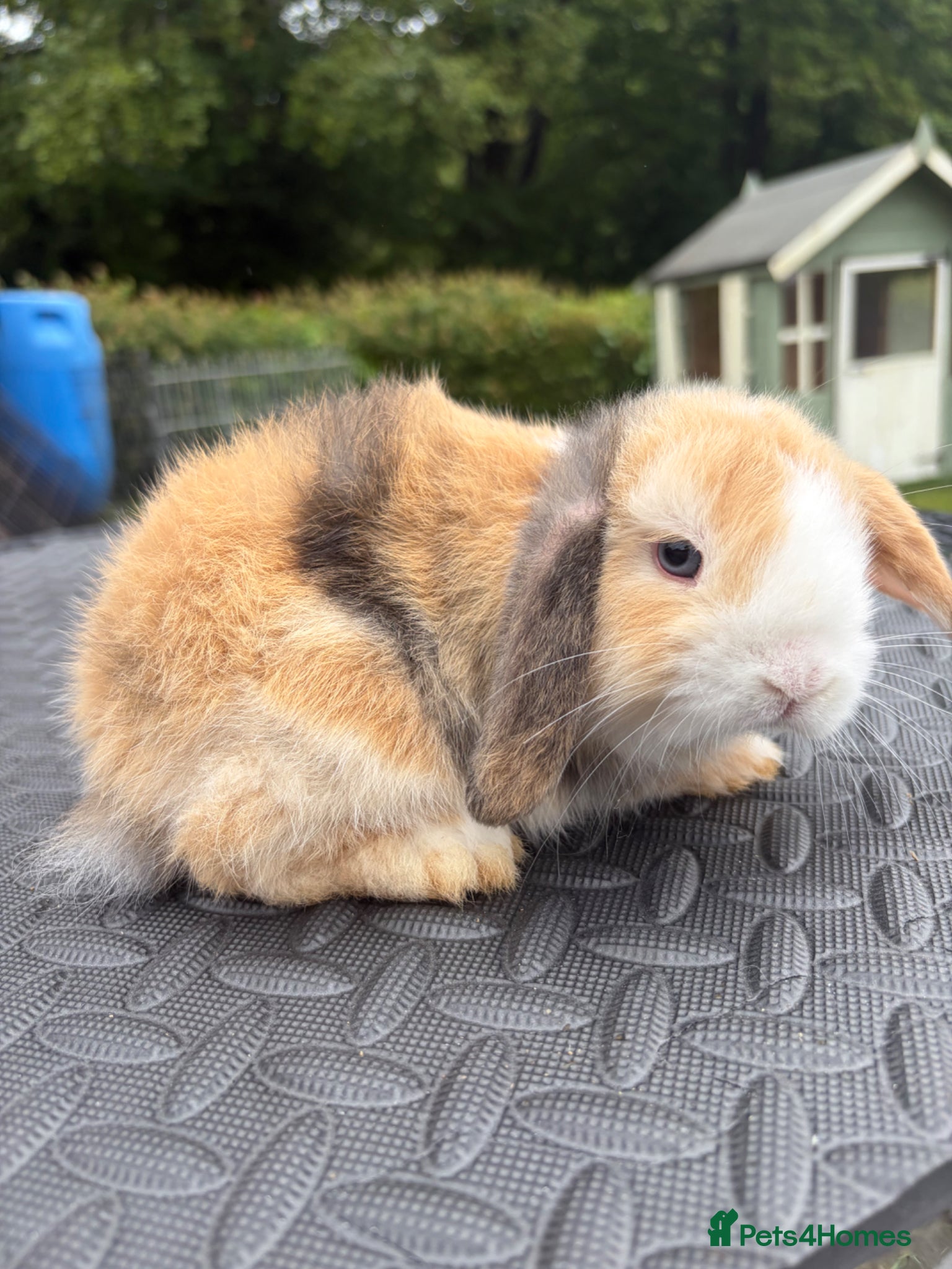Mini Lop rabbits Mini Lops for sale  - Advert 2