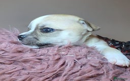 Chihuahua dogs for sale: CHIHUAHUA PUPPY  - Advert 17