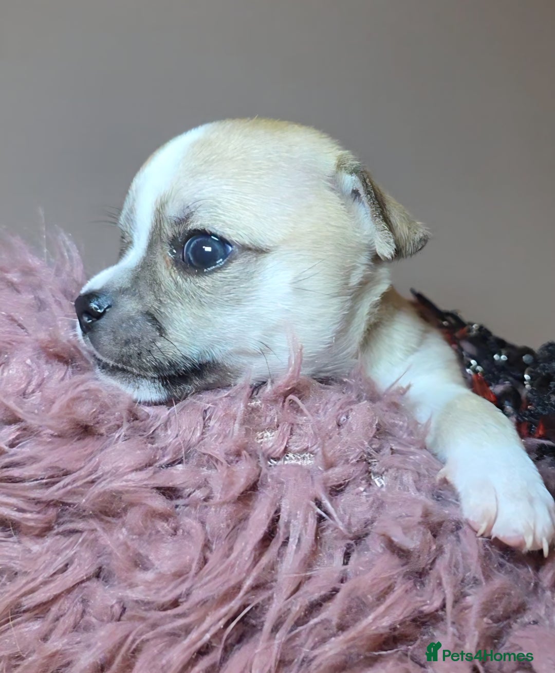 Chihuahua dogs for sale: CHIHUAHUA PUPPY  - Advert 17