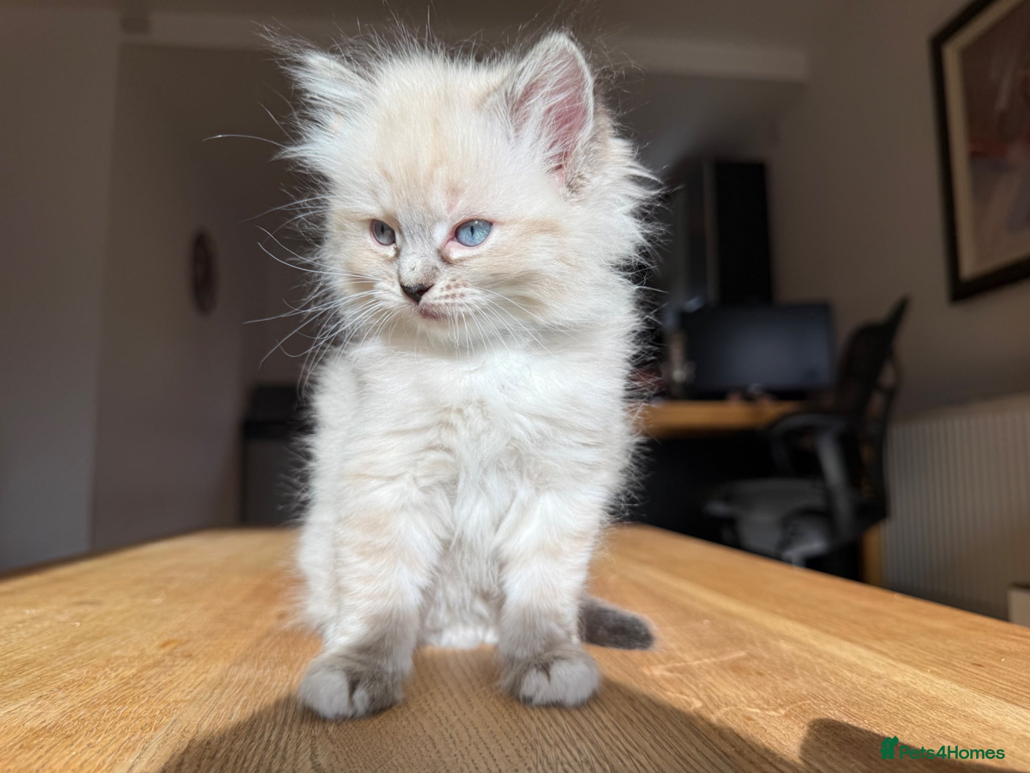 Ragdoll cats Ragdoll Kittens for Sale - Advert 4