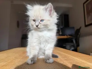 Ragdoll cats Ragdoll Kittens for Sale - Advert 4