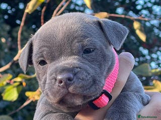 Staffordshire Bull Terrier dogs SIMPLY STUNNING COI 5.4% - Advert 16