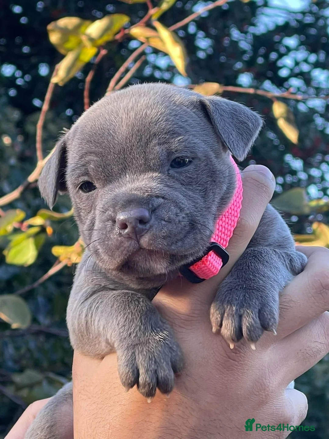 Staffordshire Bull Terrier dogs for sale: SIMPLY STUNNING COI 5.4% - Advert 1
