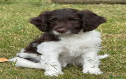 Sproodle dogs for sale: F1 Sproodle 🩷Pippa🩷 5⭐️Licensed Breeder full DNA - Image 1