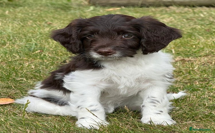 Sproodle dogs - Advert 1
