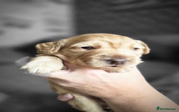 Cockapoo dogs for sale: Female cockapoo cream/beige - Image 1
