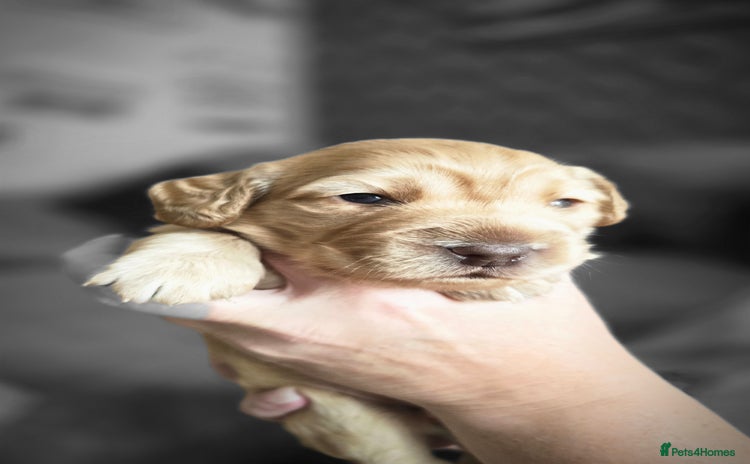 Cockapoo dogs - Advert 15