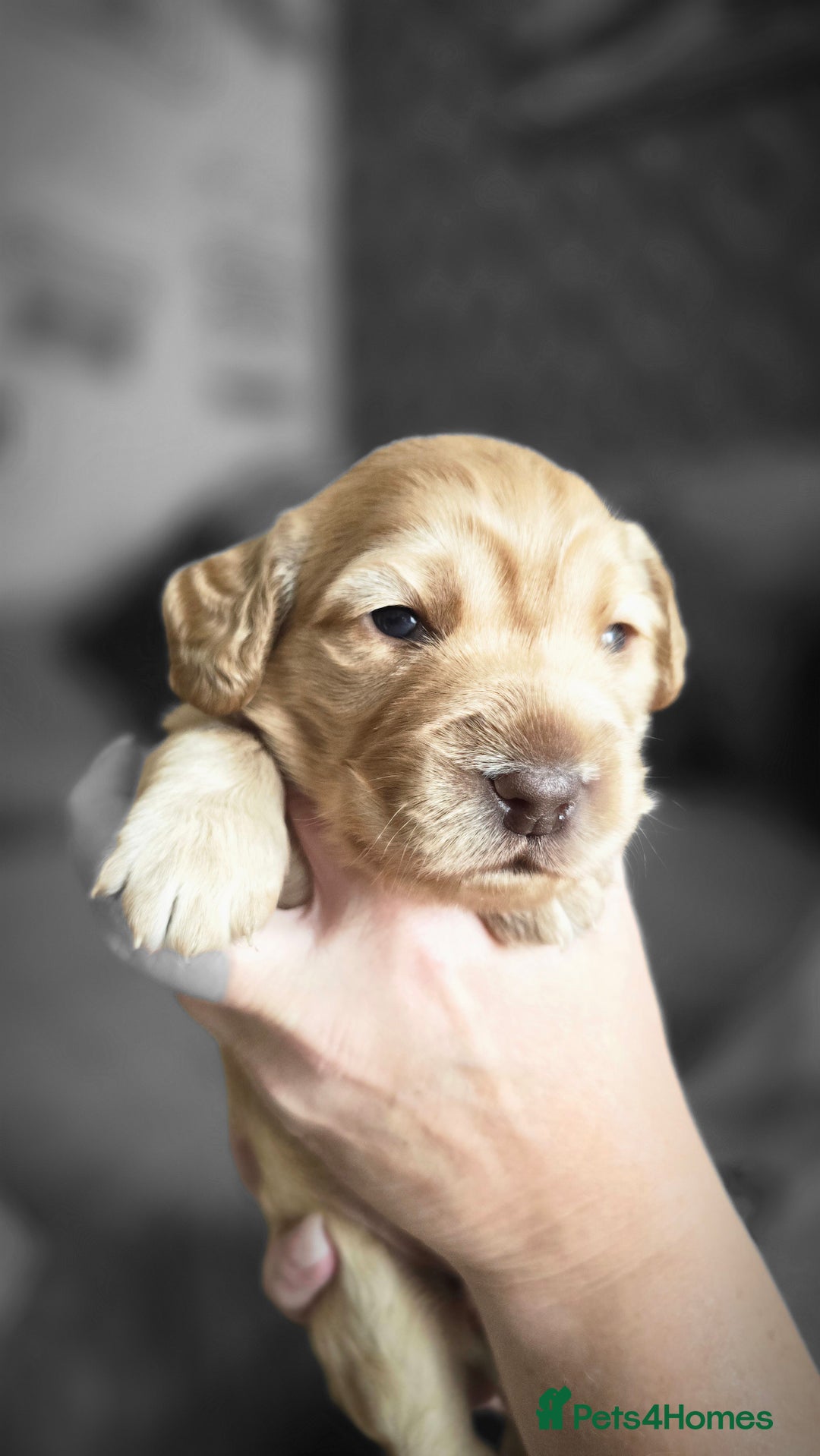 Cockapoo dogs for sale: Female cockapoo cream/beige - Image 1
