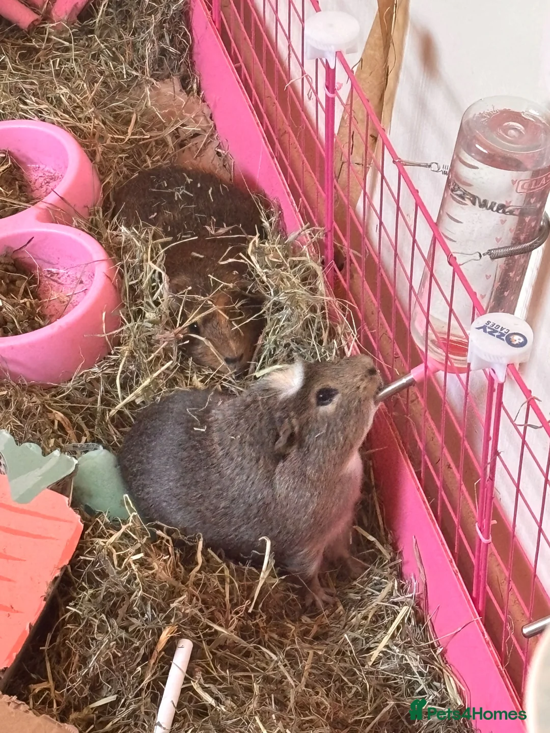 Guinea Pig rodents for sale: rehoming male guinepig in Newbury - Advert 1