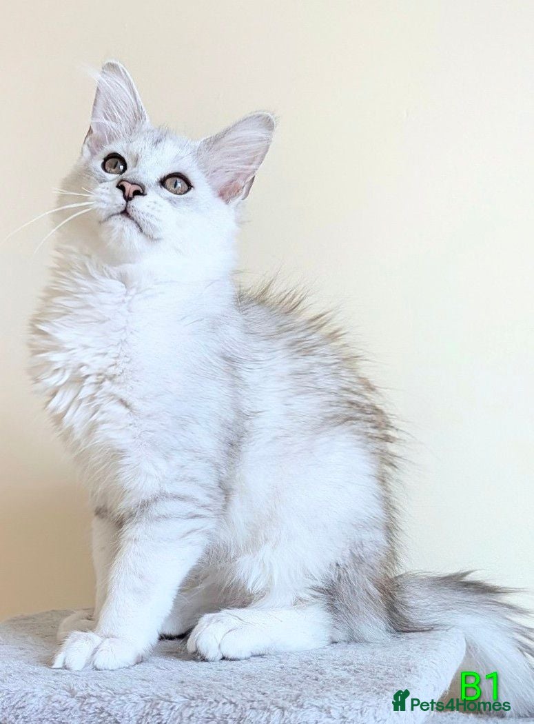 Maine Coon cats GCCF Shaded Maine Coon Kittens  - Advert 3