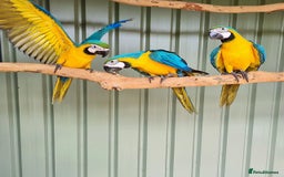 Mixed Breed birds for sale: Available Birds and Parrots - Image 5