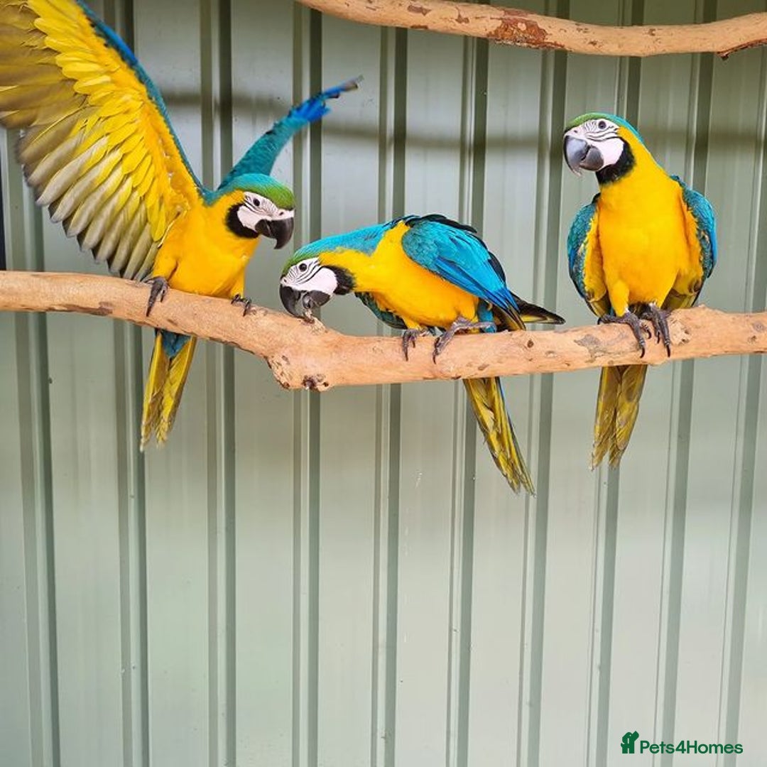 Mixed Breed birds for sale: Available Birds and Parrots - Image 5