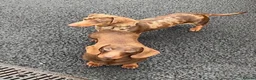 Miniature Dachshund dogs for stud: 🤎 Quinn Cake – Miniature Dachshund Stud 🤎 - Advert 2