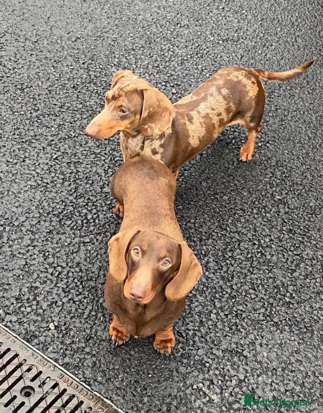 Miniature Dachshund dogs for stud: 🤎 Quinn Cake – Miniature Dachshund Stud 🤎 - Advert 2