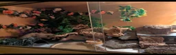 Leopard Gecko reptiles for sale: Leopard gecko 8 years old and full set up  - Advert 9