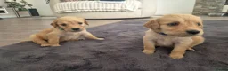 Mixed Breed dogs for sale: Beautiful Strong healthy puppy’s  - Advert 11