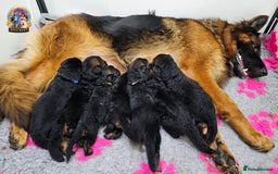 German Shepherd dogs for sale: Germand Shepherd puppies - Image 1