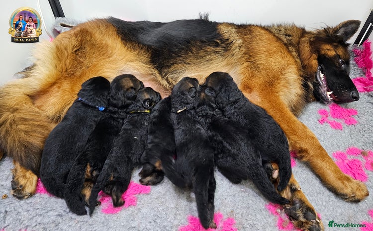 German Shepherd dogs - Advert 1