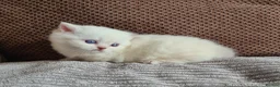 Munchkin cats for sale: Colour pointed, Female munchkin - Advert 8